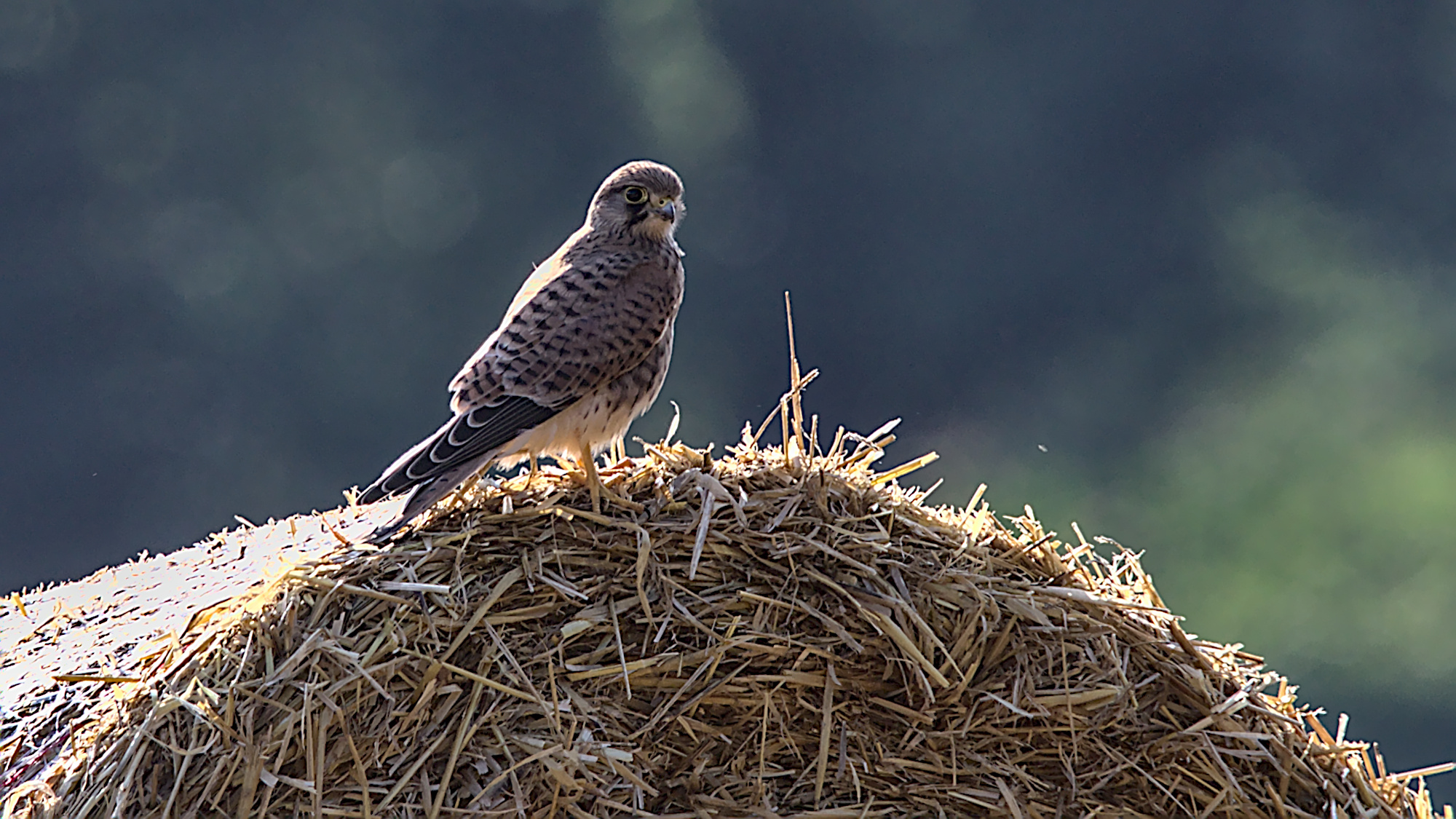 Turmfalke beobachtet den beobachtenden Fotografen